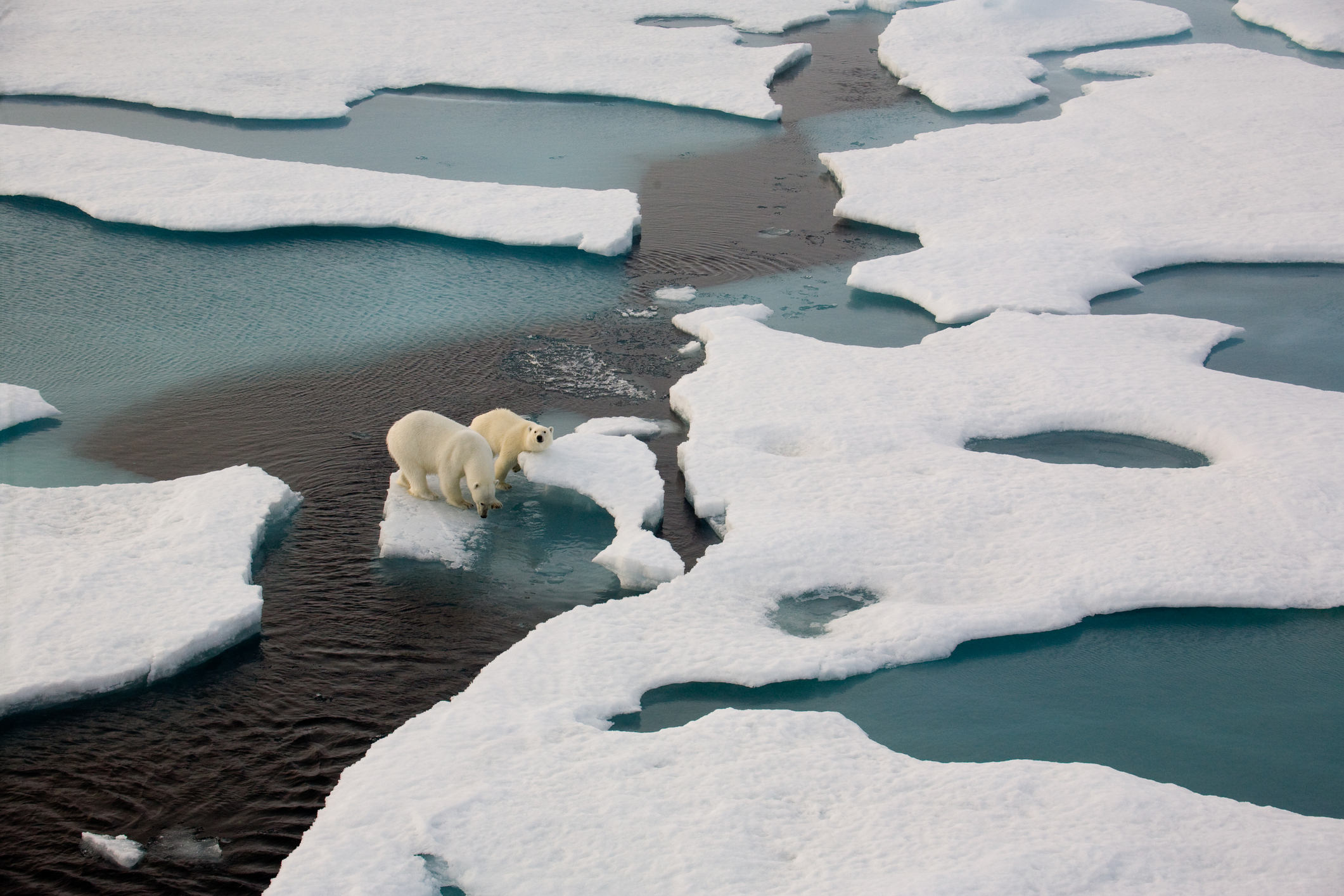 Two polar bears on ice flow surrounded by water