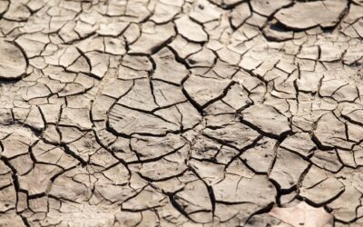 Entrevista: Día de la desertificación y la sequía